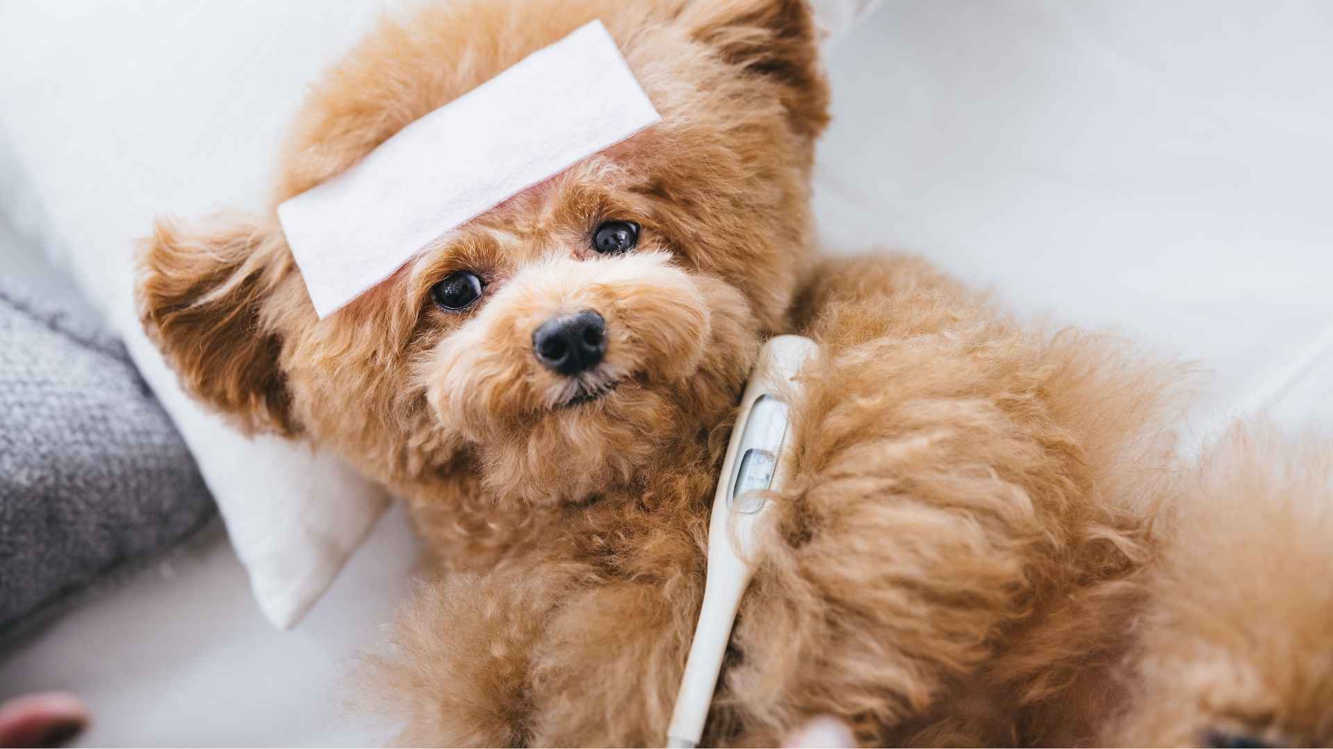 nolotil metamizol para perros cuando dar
